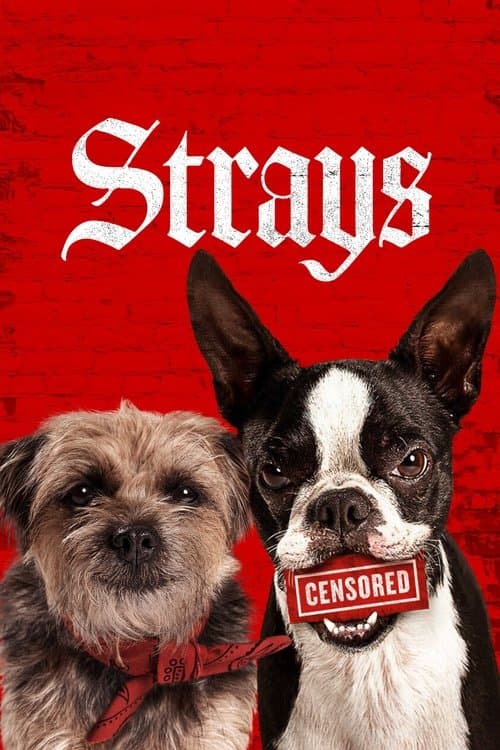 Watch Strays - Luganda Translated Movie by Vj Junior